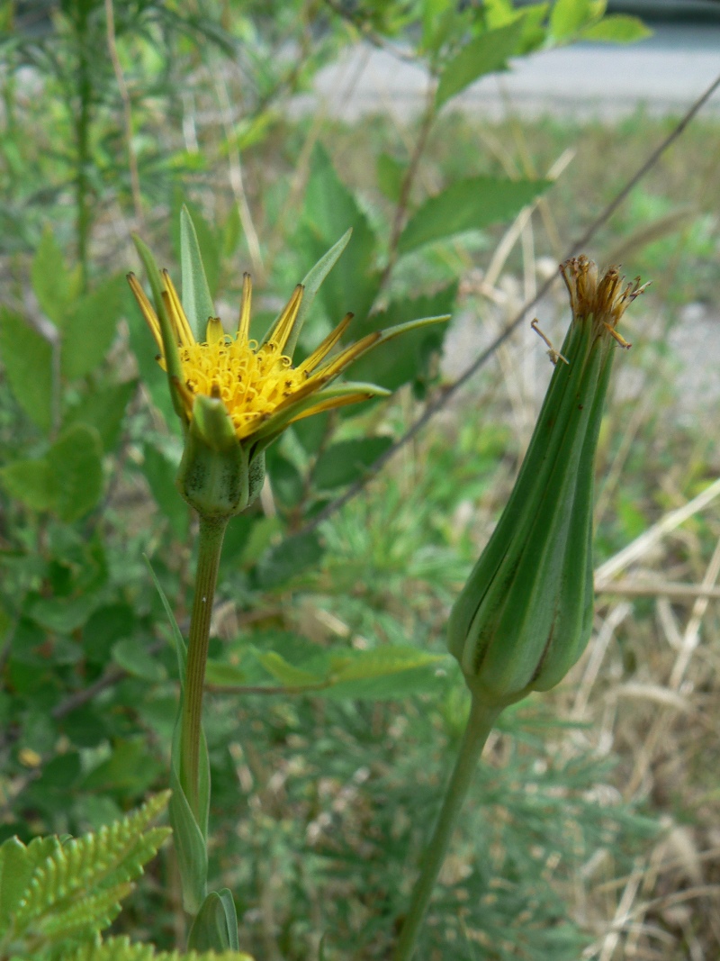 Image of Tragopogon orientalis specimen.