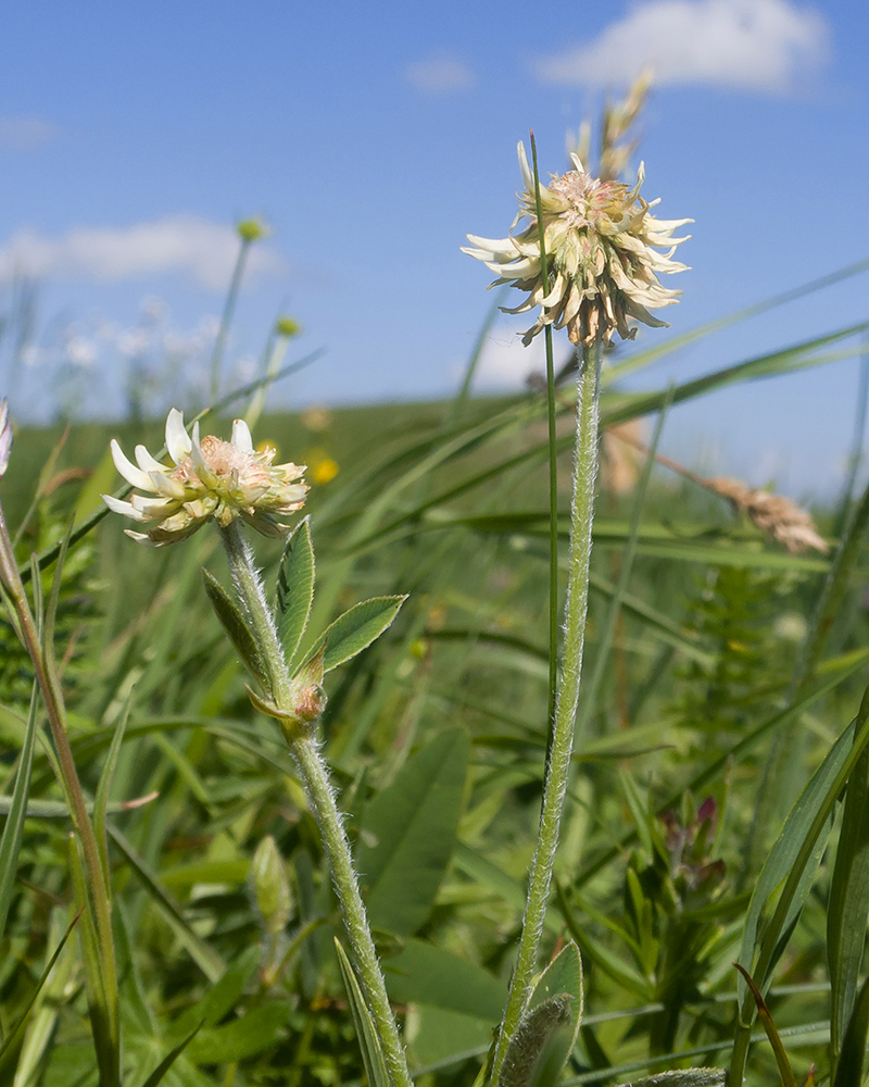 Изображение особи Trifolium montanum.