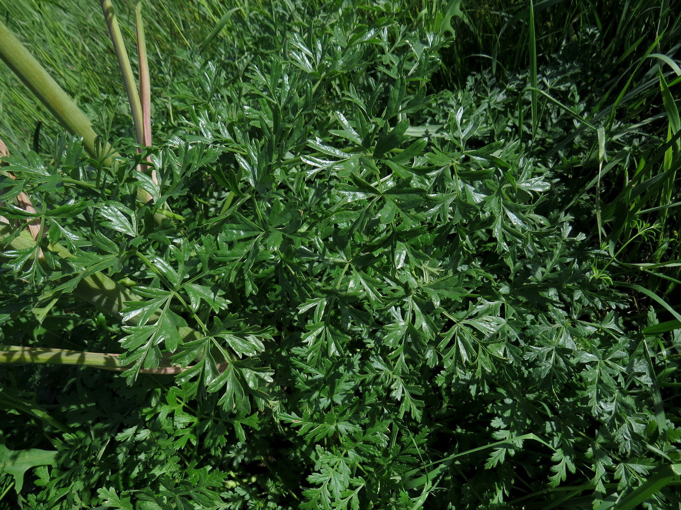 Изображение особи Ferula kirialovii.