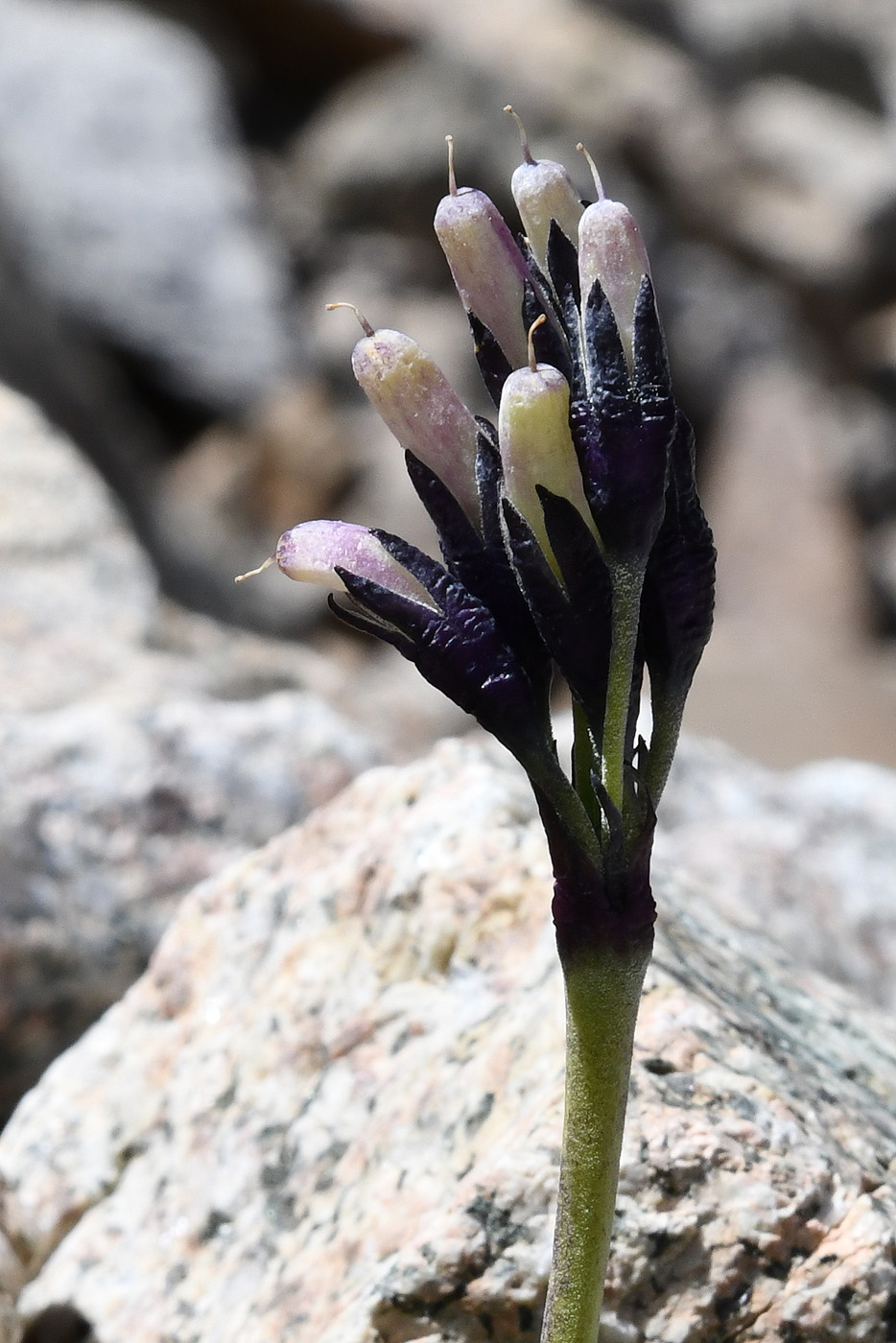 Image of Primula turkestanica specimen.