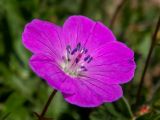 Geranium sanguineum. Цветок. Крым, Южный Берег, окр. с. Лучистое, гора Южная Демерджи, на каменисто-глинистом склоне. 03.06.2024.