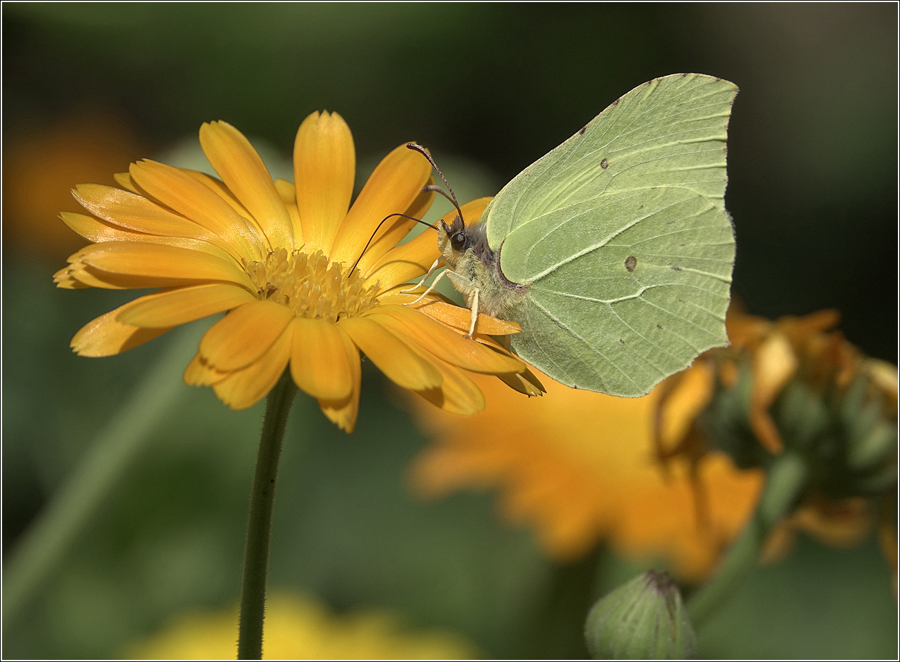 Image of Calendula officinalis specimen.