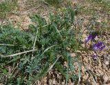 Astragalus masenderanus