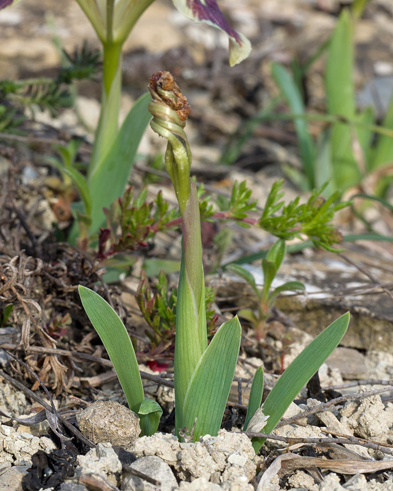 Изображение особи Iris pumila.