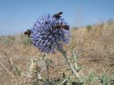 View full-size image Echinops albicaulis