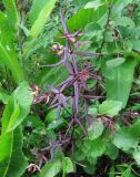 Galium boreale