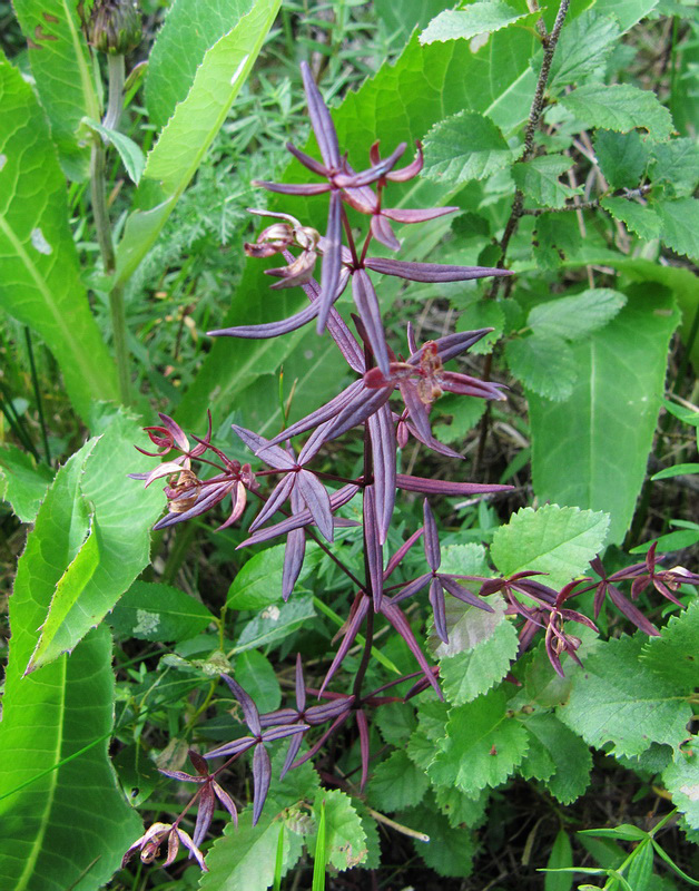 Image of Galium boreale specimen.