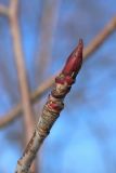 View full-size image Sorbus commixta