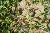View full-size image Asperugo procumbens