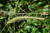 View full-size image Hordelymus europaeus