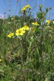 Potentilla argentea. Верхушка цветущего растения. Горный Крым, Тырке яйла. 20 июня 2011 г.