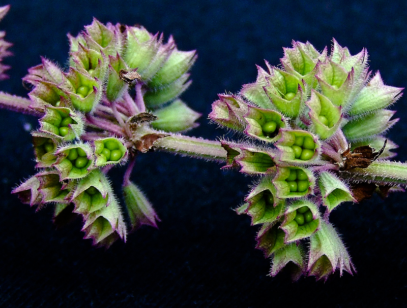 Image of Salvia verticillata specimen.