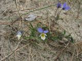 Viola maritima. Цветущее растение. Нидерланды, провинция Friesland, остров Schiermonnikoog, в приморских дюнах. 1 мая 2010 г.