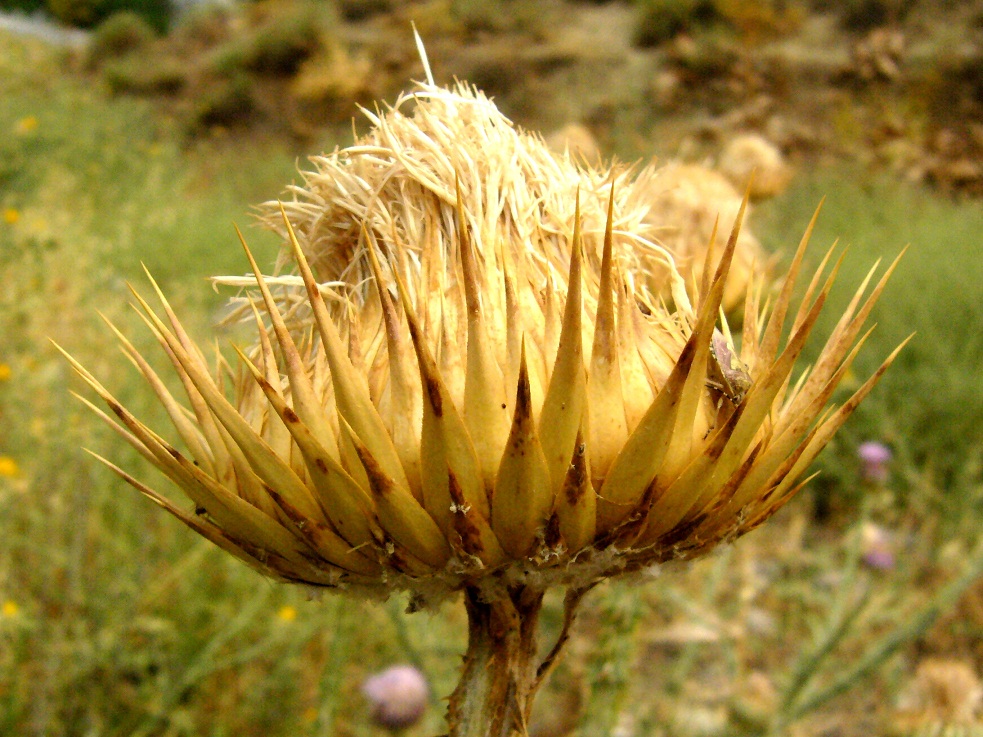 Image of Onopordum leptolepis specimen.