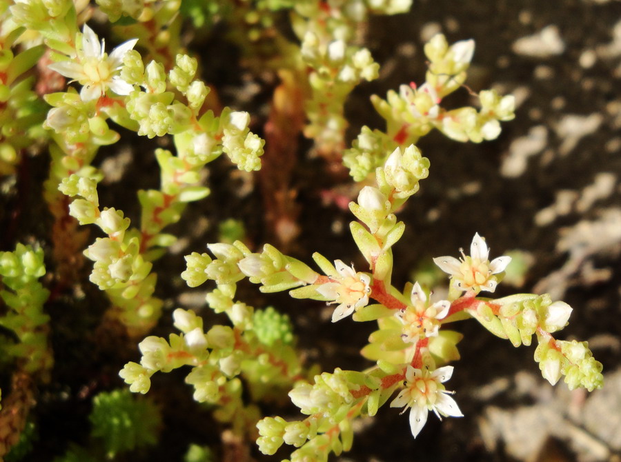 Image of Sedum gracile specimen.