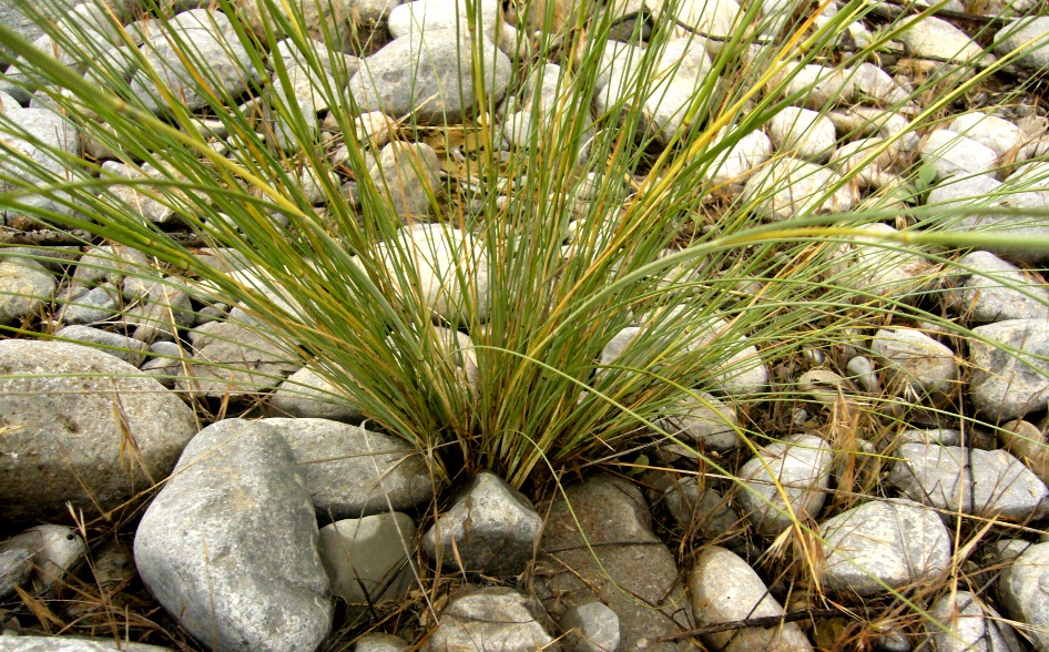 Изображение особи род Stipa.