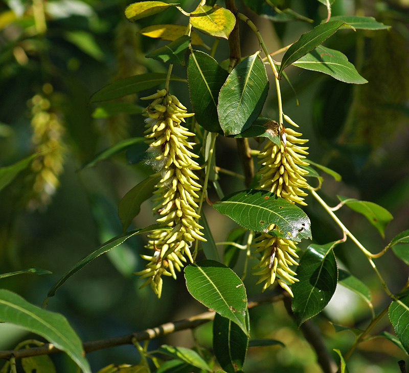 Изображение особи Salix pentandra.