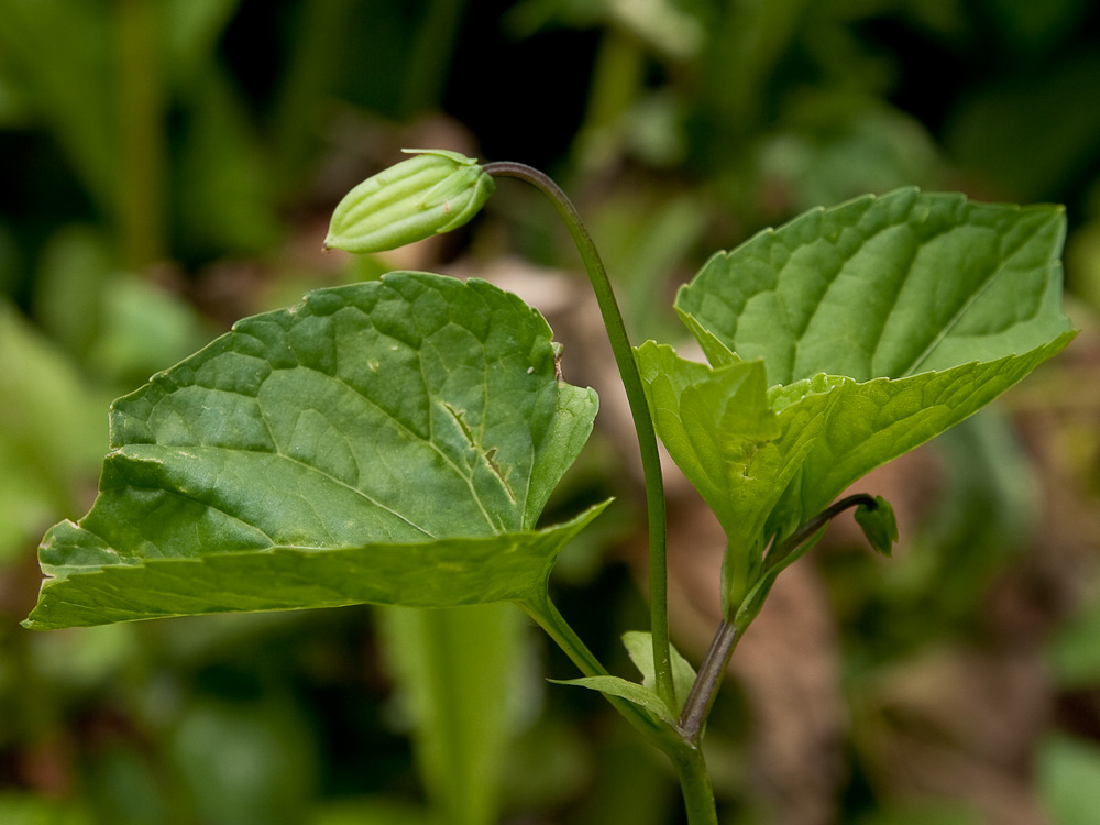 Image of Viola langsdorfii specimen.