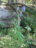 Aconitum nasutum