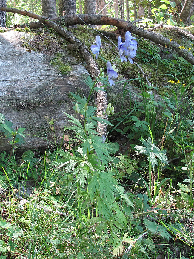 Изображение особи Aconitum nasutum.