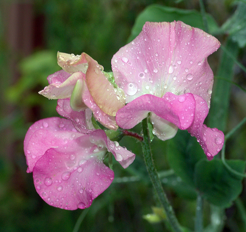 Image of Lathyrus odoratus specimen.