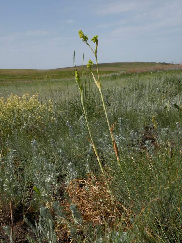 Изображение особи Ferula tatarica.