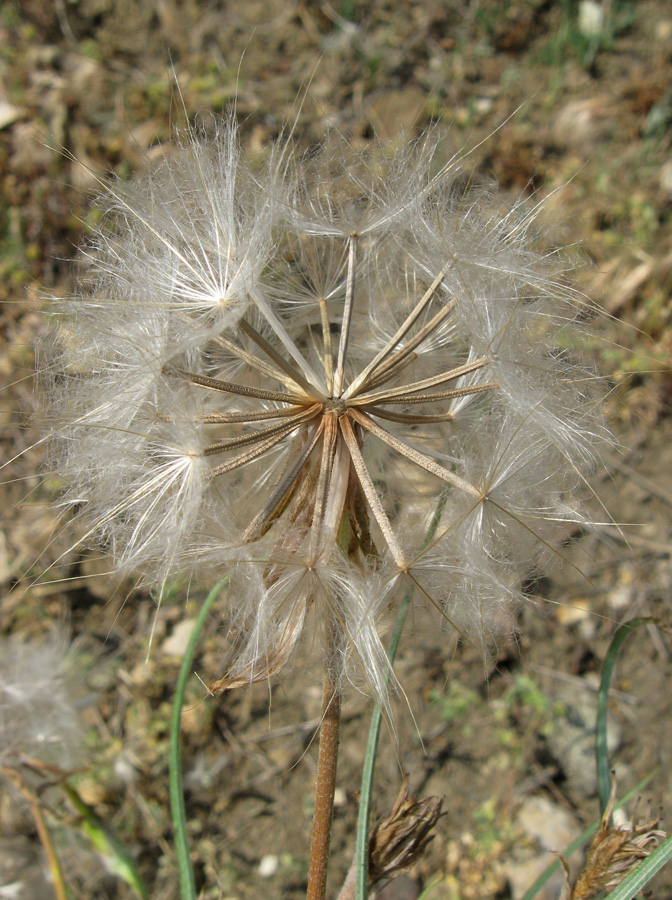 Image of Scorzonera mollis specimen.