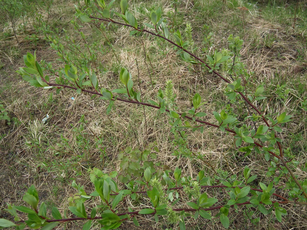 Image of Salix phylicifolia specimen.