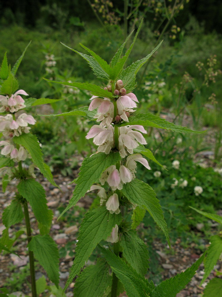 Image of Lamium album ssp. orientale specimen.