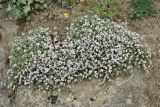 Thymus trautvetteri