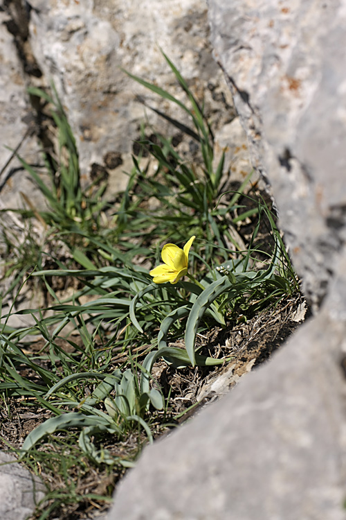 Изображение особи Tulipa lemmersii.