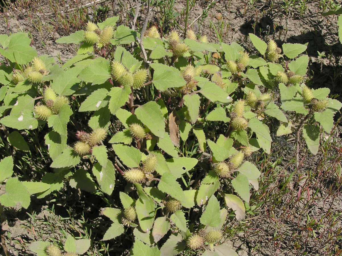 Image of Xanthium orientale specimen.