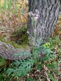Saussurea maximowiczii. Цветущее растение в редкостойном ольшанике (Alnus japonica). Приморский край, г. Находка. 25.08.2012.