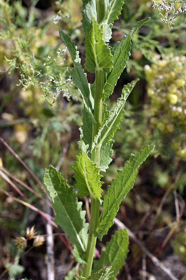 Image of Verbascum blattaria specimen.