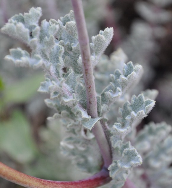 Изображение особи Glaucium flavum.