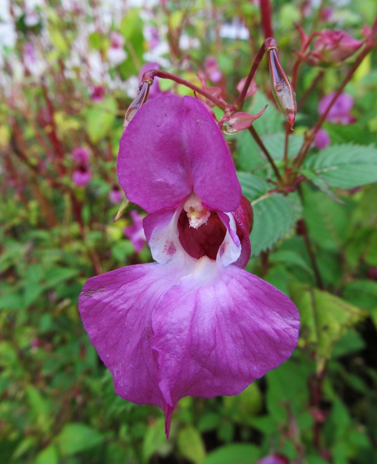 Image of Impatiens glandulifera specimen.