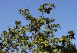 genus Viburnum. Верхняя часть кроны взрослого растения. Германия, г. Krefeld, ботанический сад. 16.09.2012.
