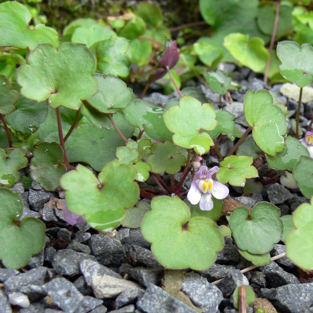 Image of Cymbalaria muralis specimen.