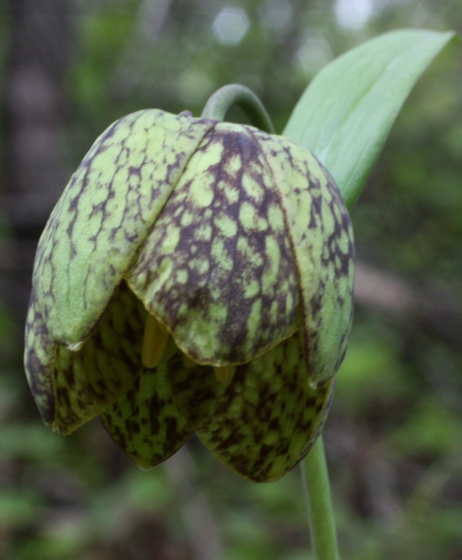 Image of Fritillaria dagana specimen.