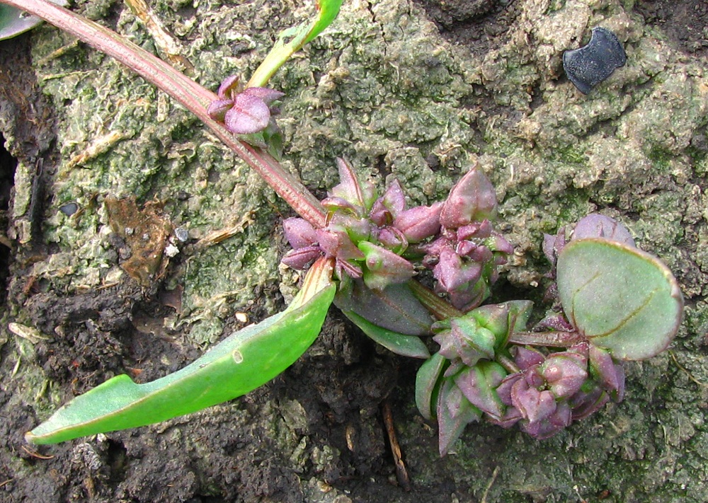 Image of Atriplex patens specimen.