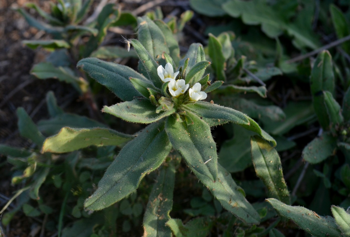 Image of Buglossoides rochelii specimen.