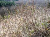 Смотреть изображение Amygdalus nana