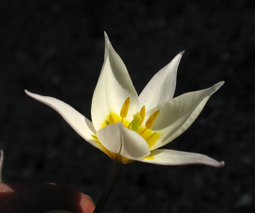 Изображение особи Tulipa bifloriformis.