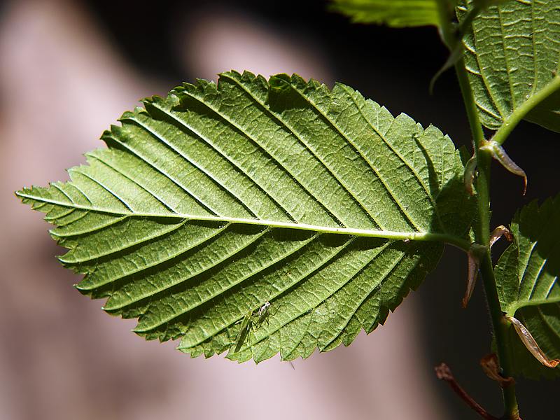 Изображение особи Ulmus laevis.