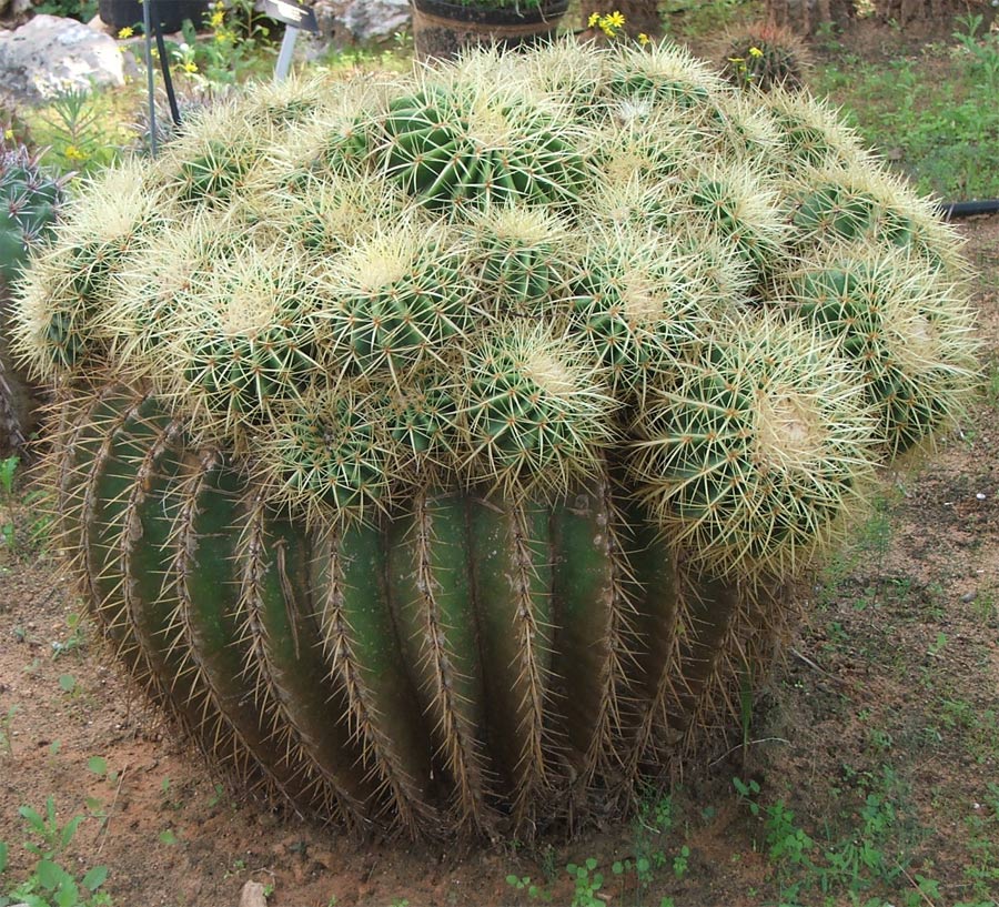 Изображение особи Echinocactus grusonii.