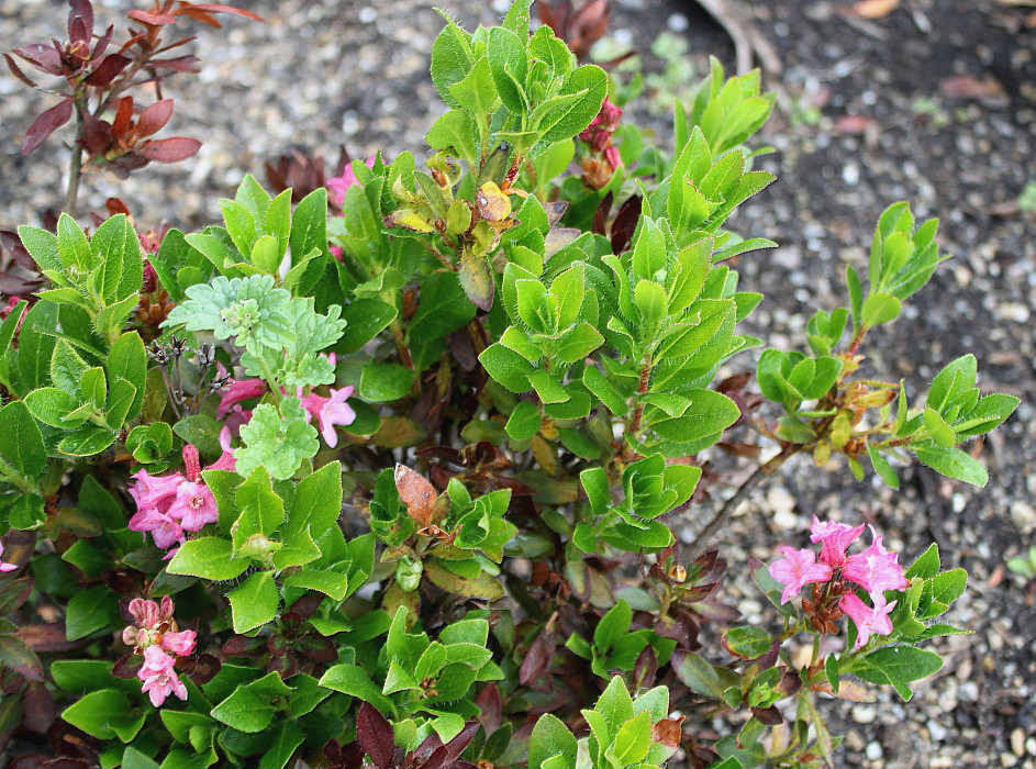 Image of Rhododendron hirsutum specimen.