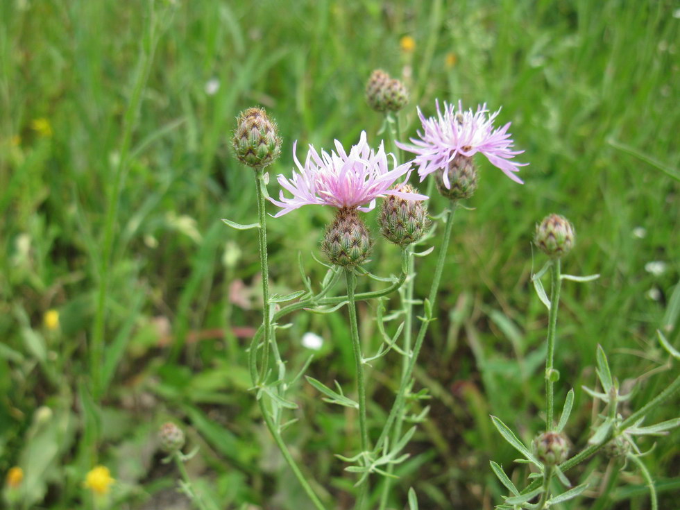 Изображение особи Centaurea stoebe.