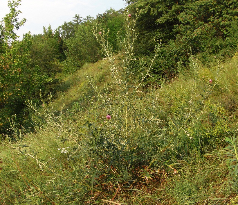 Изображение особи Cirsium ukranicum.