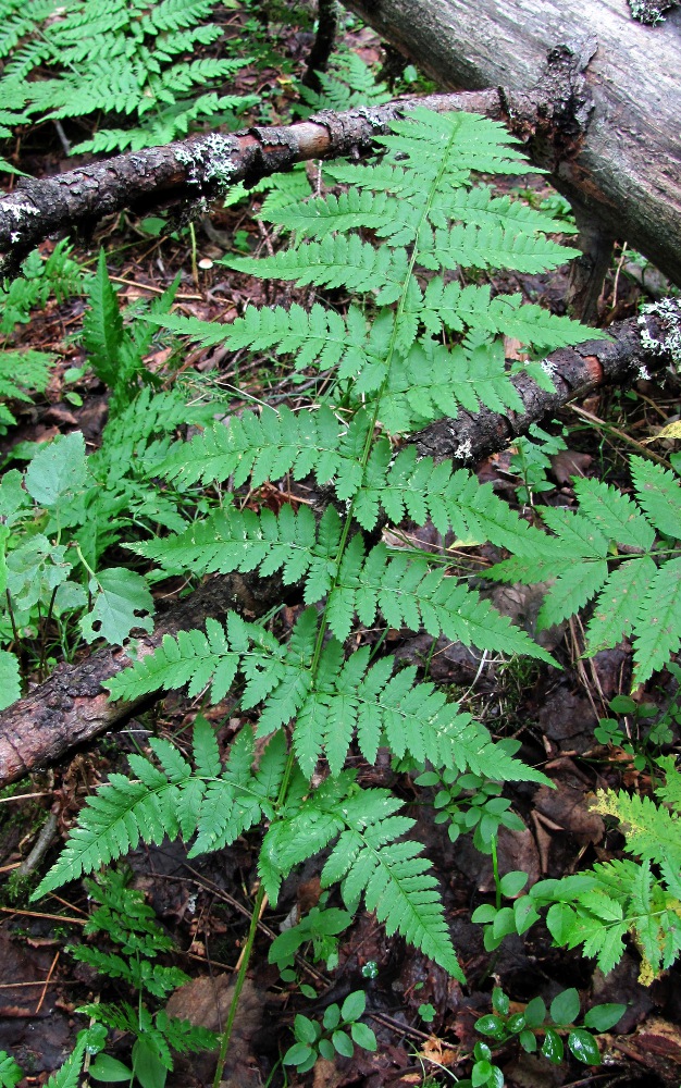 Image of Dryopteris carthusiana specimen.