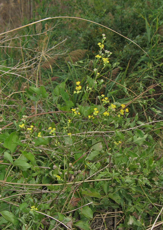 Изображение особи Bupleurum brachiatum.